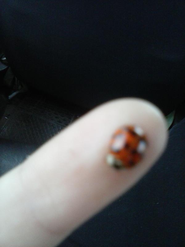 sofiventresca's tweet image. Asdfghjkl :3 mariquita