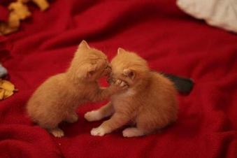 kissed_kitten