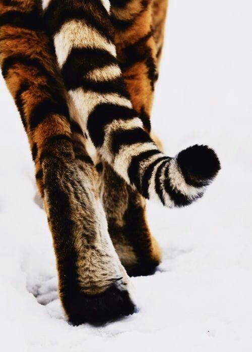 Tigerlove 🐯❤