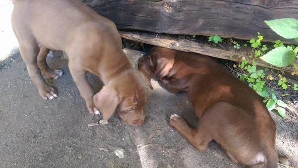 HotDonna13's tweet image. #Coloradogs #mollywouldbanmetoo #YesOn2D 
Stop Breed Specific Legislation!