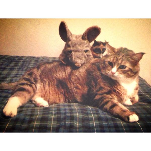 RJBiscotti's tweet photo. RIP to the biggest and baddest cat pal I will ever know. Long may you run (or lay and eat treats) Rufman. #RIPRufus http://t.co/c3ntrsSGfi