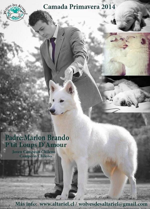 Wolves Des Altariel tweet media