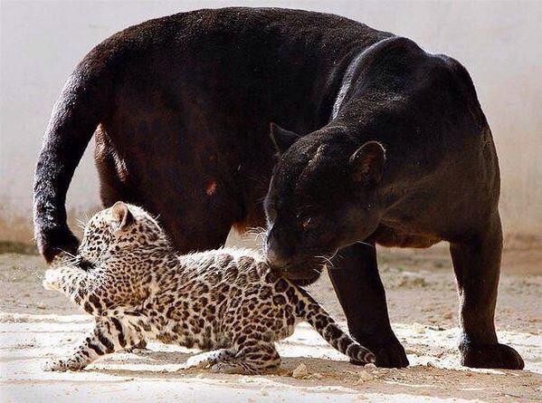 Elverojaguar's tweet photo. http://t.co/RBmV98iVLd