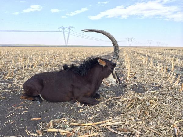 lhclaassen's tweet photo. This Bull was safely delivers to #CairoGroup 2day. Hope you have plenty offspring of him @JaapCairo @Shelanti http://t.co/sdNjawhKSn