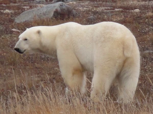 AAA_Travel's tweet photo. Seeing a #polarbear in #Churchill, MB – check! What's on your #BucketList? - #AAAInspector 26 http://t.co/RFYf9l4er2