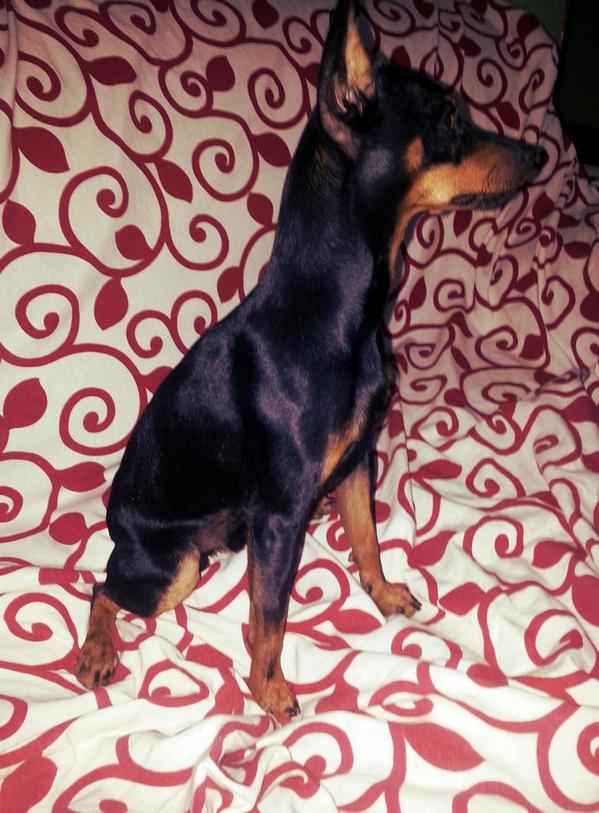 rosamigb's tweet photo. Scott!!!! 🐶🐕🐶 http://t.co/YQVWotNdcp