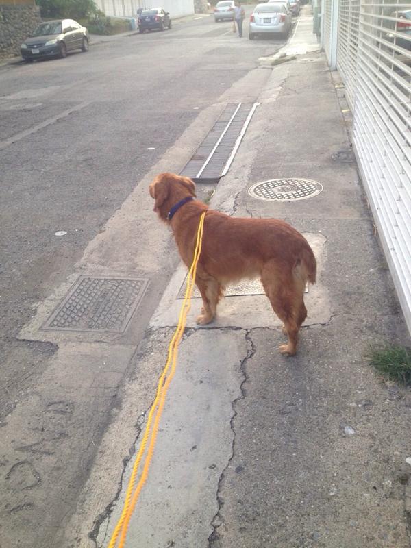 Tango_BME's tweet photo. SE BUSCA AL DUEÑO PERRO GOLDEN collar azul hallado en CUMBRES DE CURUMO Ccs 30/10 inf @SadhanaYogaCCS http://t.co/h8YmDm73eY