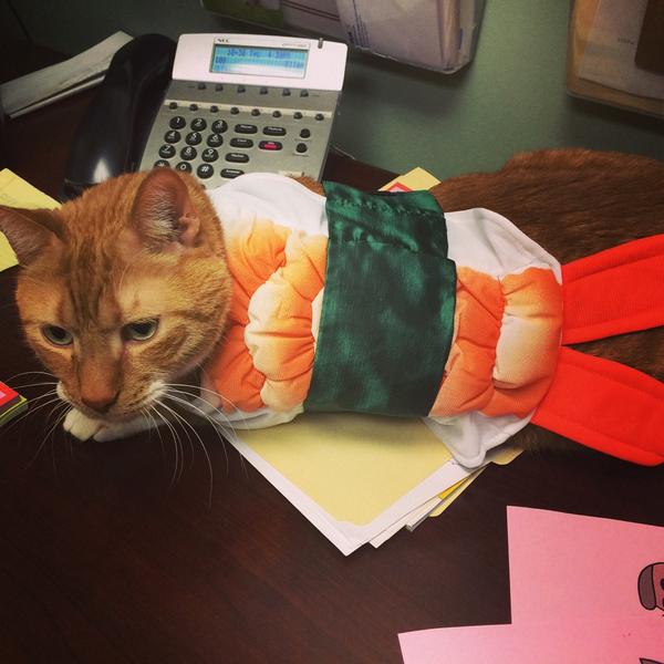 MeowChessie's tweet photo. I am NOT a shrimp... This is why I hate #Halloween .... http://t.co/k8HDcwVDnq