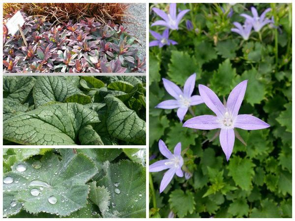 ZenithHollandGardens tweet media