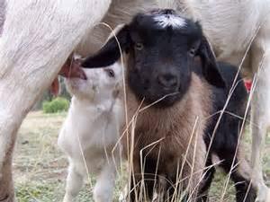 goat_slut's tweet photo. Baa #cute #babygoats #goat #followme #retweet #favorite #goatsnation #goatselfiecentral #goatsquad #lovethegame http://t.co/y70Y1ZugDB