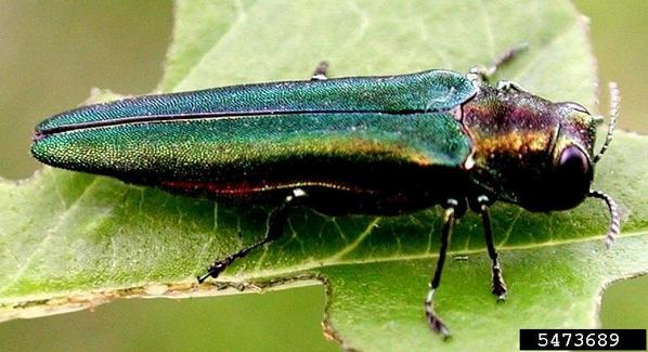 usfs_nrs's tweet photo. Humans move #EmeraldAshBorer via infested firewood, logs &amp; lumber. http://t.co/GgZuV3nxRk #NowThatsScary! #Halloween http://t.co/JPXLcDVkpU