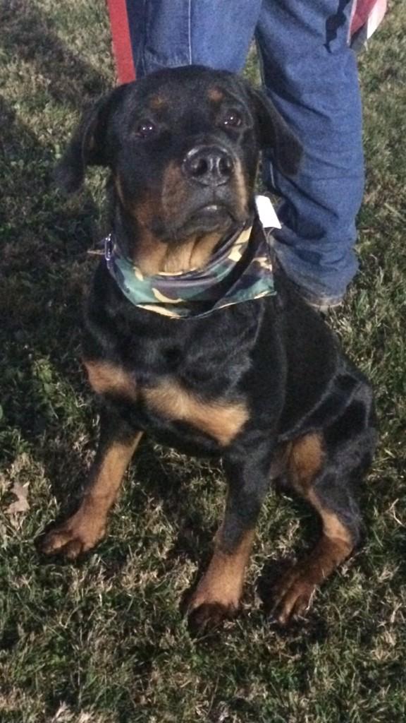 mandalinstarr's tweet photo. Hims so handsome ๐ #rotty #rottypup http://t.co/koTKjyL9nL