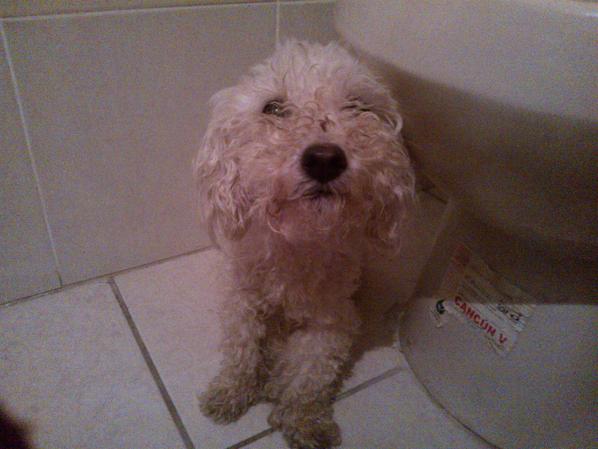 AquabalanceMex's tweet photo. Me queda claro, los mexicanos podemos encontrar a los dueños de esta perrita de Zapopan.  Gracias por su ayuda! http://t.co/1Asd1GrFtq
