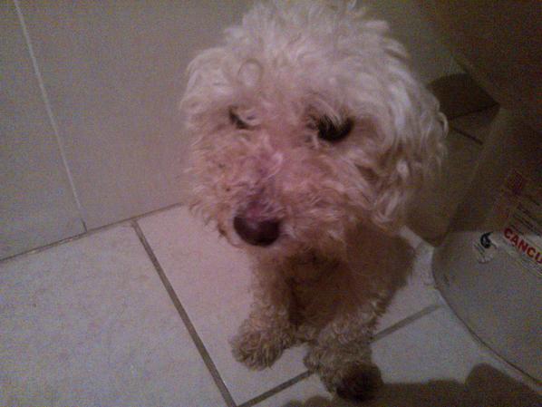 AquabalanceMex's tweet photo. PF ayuda, encontré esta perrita a punto de ser atropellada en periférico. Urge encontrar a sus dueños! http://t.co/bbPEnFz0cK