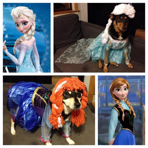 msernatinger's tweet image. Got my Kelpie girls into their costumes! #Frozen #Kelpies #dogcostume