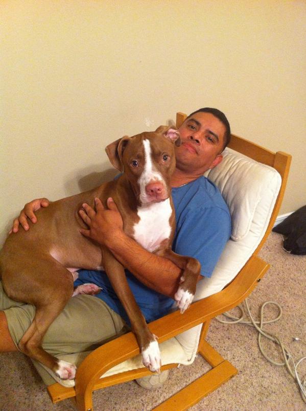 tasantos1973's tweet image. They&apos;re not mean. A completely misunderstood breed. #Coloradogs