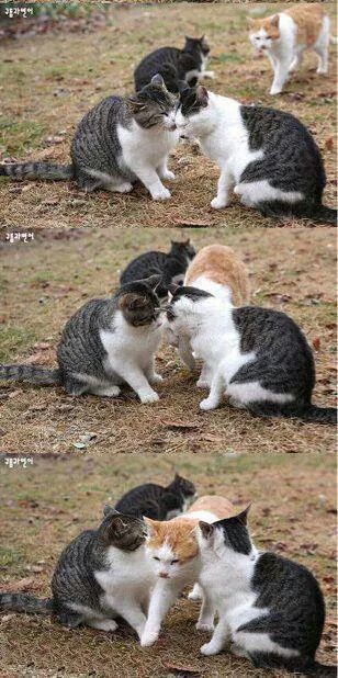 highdrop tweet media