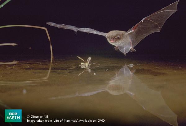 BBCEarth_WW's tweet image. Contrary to popular belief, certain bats can actually see rather well &amp;amp; use ultrasound at night. #HappyHalloween