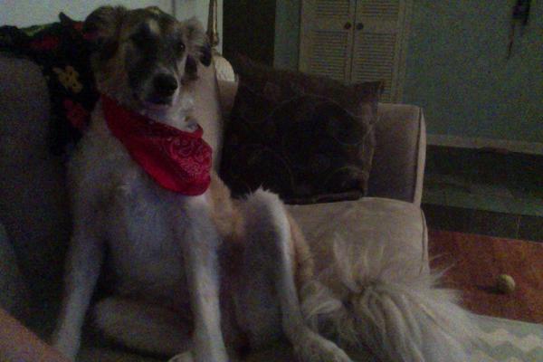 BeingAustin's tweet image. My dog's been sitting like this and staring at nothing for 20 minutes. I think she's stoned #420NO