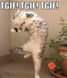 Lostindreams1's tweet photo. #GoodMorning #TodayItIsFriday Yippppeeeee!!! :-))) #HappyFriday http://t.co/xjDC5OHvth