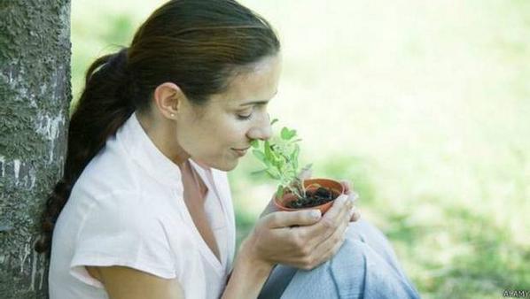 24HorasTVN's tweet image. Cómo mantener la mente despierta con la salvia y otras sustancias inesperadas. Mira → bit.ly/1tnlE13