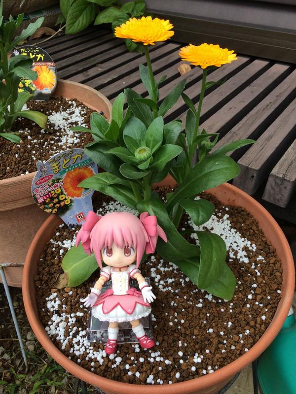 日奈森まどか カレンジュラまどかという花を今年も購入しました ３年前まどかマギカが放送された後キャラクターを同じ名前で気になったのをきっかけに毎年購入するようになりました 花の色がマミさんなのはちょっぴり残念ですが黄色系しかないので仕方