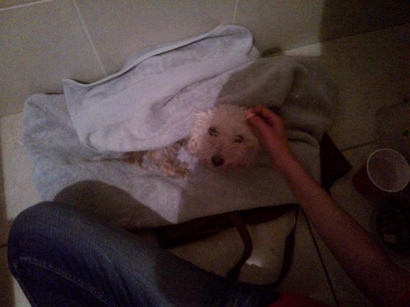 AquabalanceMex's tweet photo. Bueno pues mientras aparecen sus dueños tendré que llevarla al veterinario mañana. Estoy al pendiente! Gracias! http://t.co/Ef901s3bX1