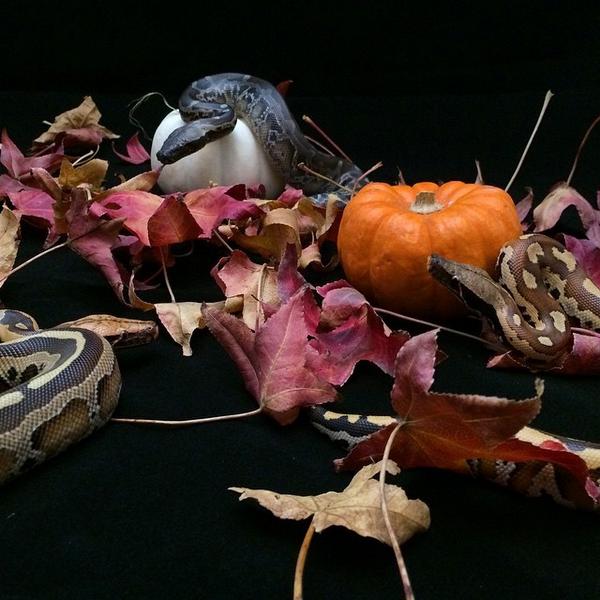 DesignerExotics's tweet image. Halloween trio #bloodpython #borneoshorttailpython #sumatranshorttailpython Love em all! #snakes #snakelover #sna...