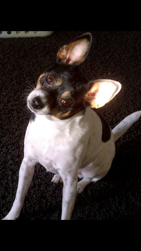 mightysparty's tweet image. #12WeeksofRealtree Did someone say camo toy