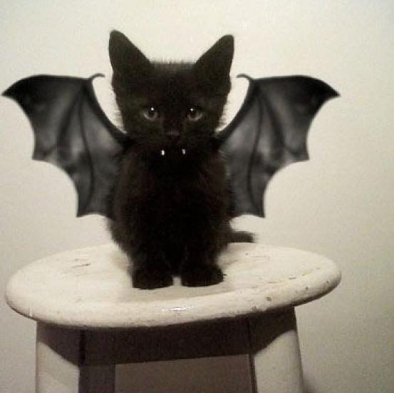 FlairBelgie's tweet photo. Happy Halloween! Zelf geen zin in een kostuum? Hier vind je inspiratie voor je huisdier: http://t.co/K32bKph5Mv http://t.co/EtrNW3t0Ey