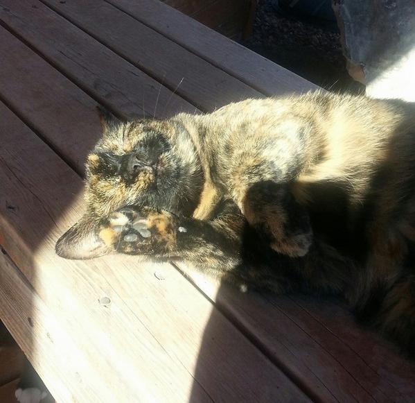 Inst4HumAnimal's tweet image. A whole yurt for the cats!  And they are friendly and adoptable! #HumanAnimalBond #humananimalconnection