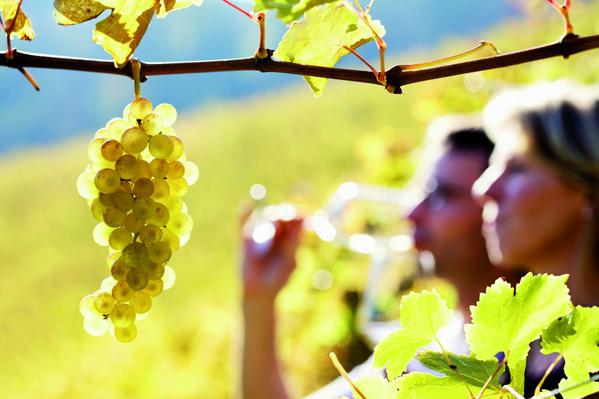 IDEATUR's tweet image. El portal de turismo temático Turinea ha concedido el premio a la Mejor Ruta del Año 2014 a la Ruta del Vino de Rueda