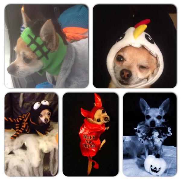 rocky_noble's tweet photo. I'm Rocky @itvthismorning #HalloweenFashion #HalloweenCostumes #halloweendog #TMHT @MarvinHumes @RochelleTheSats 🎃👻🎃 http://t.co/ypJbN3rNPc