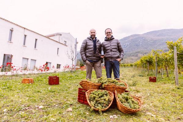 WineNewsIt's tweet photo. Da #vendemmiaCasadonna #NikoRomito e dg @Feudoantico #AndreaDiFabio hanno prodotto #Pecorino in sole 800 #bottiglie http://t.co/54Et3BaGOR