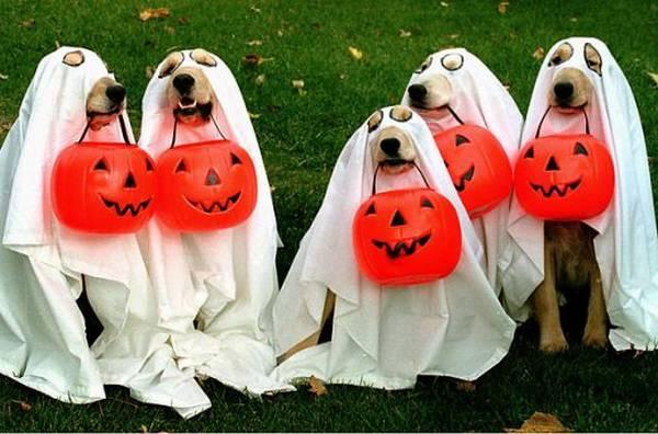 NatPetMonthUK's tweet photo. Happy #Halloween, everyone! :D http://t.co/MTcMdFgkWL