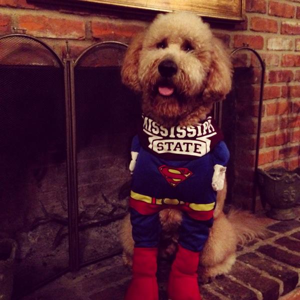 jma161's tweet photo. Happy #maroonfriday and happy Halloween from SuperDan! @CoachDanMullen @stricklinMSU http://t.co/pPTkhZL8uz