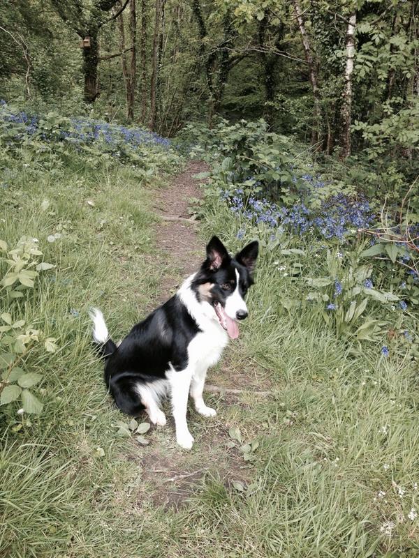 gethinjoyce06's tweet photo. Dog http://t.co/n2f4qohwKJ