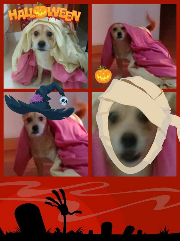 leoperrillo tweet picture