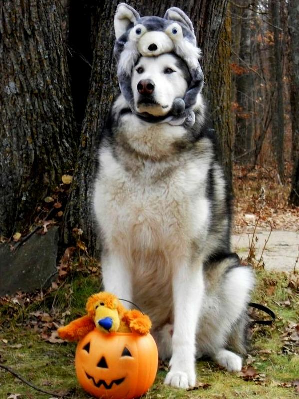 Happy Halloween!
#husky,#dog
#Halloween