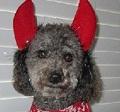 KCTheDiggyDog's tweet photo. happy #halloween from http://t.co/m3alYOKsLY #book #petadoption #petrescue #literacy #dogs http://t.co/tlpauPpqHl