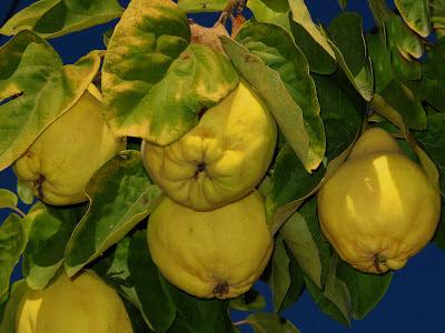 horadeltaper's tweet image. Què bons sóns els #codonys! Aquest finde fira a #Tremp (@AjTremp @lleidacom cuinescuina.blogspot.com.es/2012/10/el-cod…