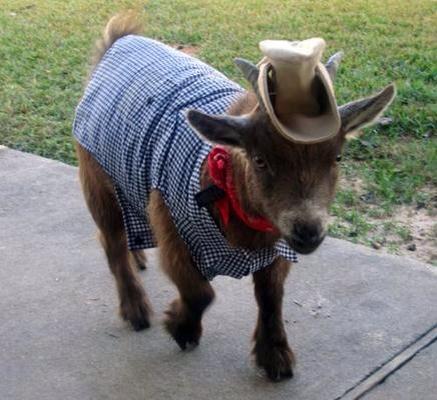 goat_slut's tweet photo. Baa🎃👻 #goatoftheday #Halloween #HappyHalloween #HalloweenCostumes #goatnation #follobackinstant #retweet #Favorite http://t.co/z7qmaiNaGR