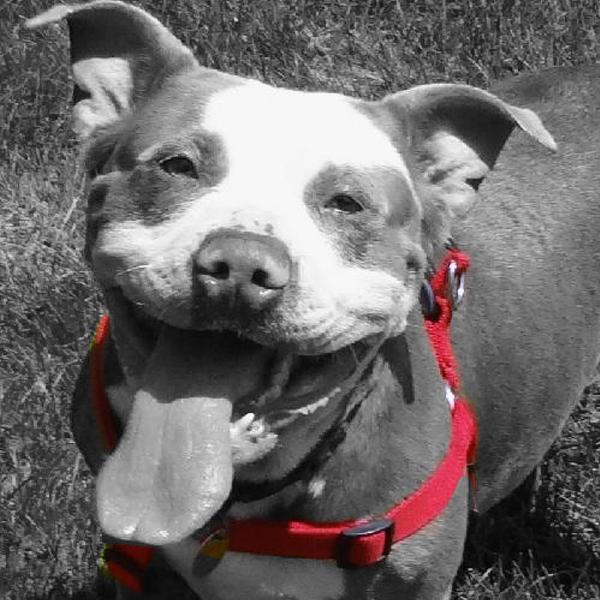Grace <a href="/AntietamHumane/">Antietam Humane</a> may be one of the happiest dogs around!!! goo.gl/zIzIRL
