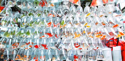 PDFxYTM's tweet image. Goldfish Market? Wanna know more about it? 
Click the below link :D
pdfxytm.blogspot.hk