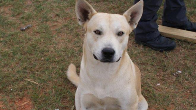 Fox News On Twitter Dog Helps Alabama Police Arrest Owner During