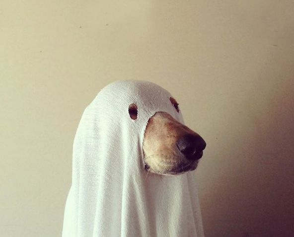 LoQUelos's tweet photo. ¡Huy! Que miedo: Halloween 
http://t.co/OSFMxbk6b4
Imagen via colleghumor http://t.co/q31l2yrlI6