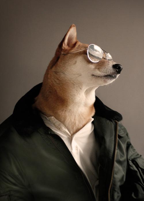 DOGE4321's tweet photo. TGIF #casualfriday #rayban #wow #tradingdog #aupoil #letthesunshibe http://t.co/kFpi8M0BYM