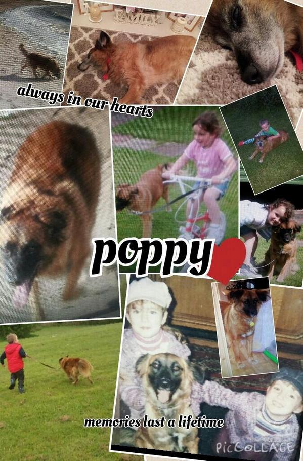 LisaBarker790's tweet photo. Sweet dreams old girl xxxx http://t.co/yBNYpzQZKG