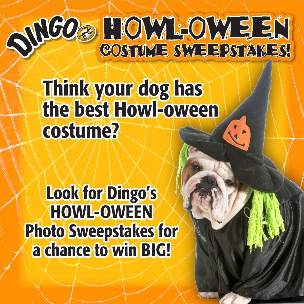 dingobones's tweet photo. Happy HOWL-OWEEN!!!! #Dingosweeps http://t.co/obMDeoWyph