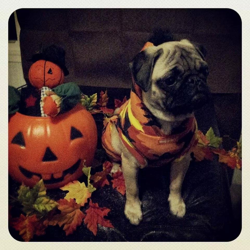 <a href="/PEOPLEPets/">People Pets</a> <a href="/Doggyloot/">Doggyloot</a> #cutepic olivia is ready for some treats